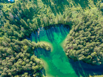 High angle view of trees in forest