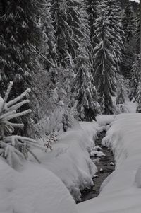 Snow covered trees in forest