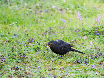 Bird perching on a field blackbird 