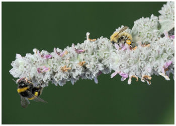 Close-up of bee pollinating on flowers