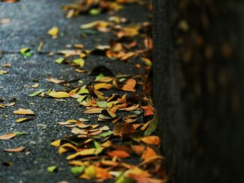 Close-up of autumn leaves