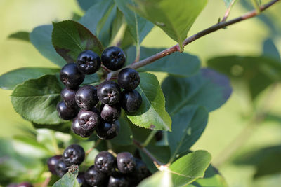 Close-up of aronia berries growing on tree