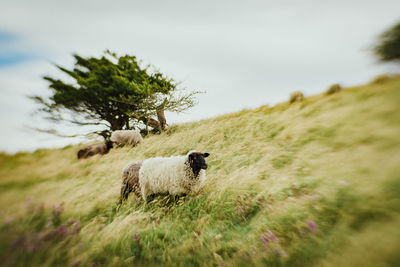 Sheep grazing on grassy field