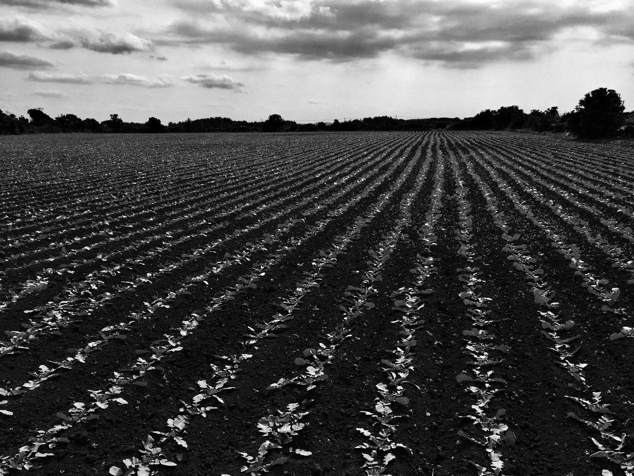 sky, landscape, tranquil scene, cloud - sky, tranquility, field, rural scene, scenics, nature, cloudy, cloud, agriculture, beauty in nature, horizon over land, outdoors, surface level, no people, remote, day, farm