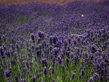 Close-up of purple flowering plants on field