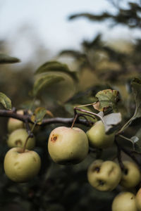 Close-up of apples on tree