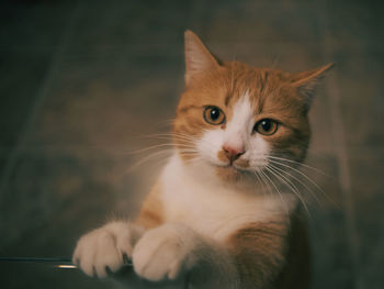 Close-up portrait of cat