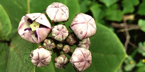 Close-up of wilted flowering plant