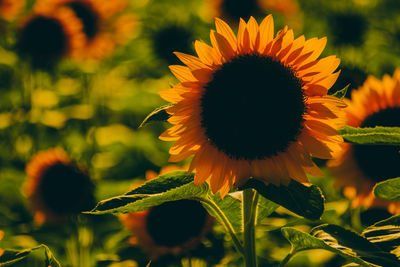 Close-up of sunflower on field