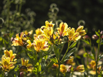 Pretty alstroemeria peruvian lily flowers in sunlight, also known as lily of the incas, variety aimi
