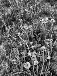 Plants growing on field