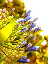 Close-up of fresh flower plant