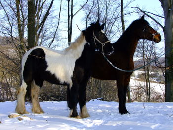 Horse standing on snow covered field