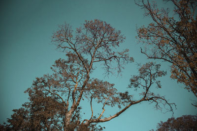 Low angle view of tree against clear blue sky