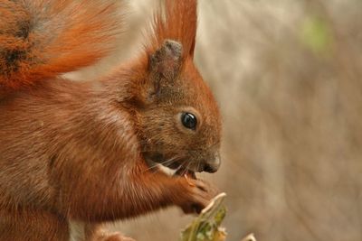 Close-up of squirrel