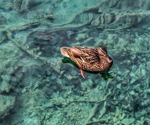 High angle view of duck swimming in lake