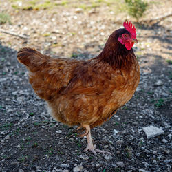 domestic animals