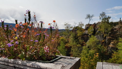 Scenic view of flowering plants and trees against sky