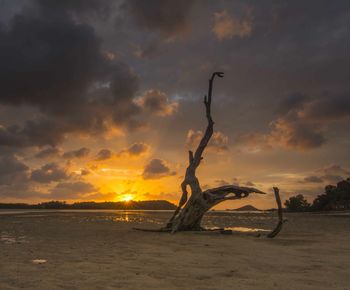 View of trees on beach against cloudy sky