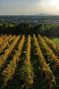 Plants growing on field against sky