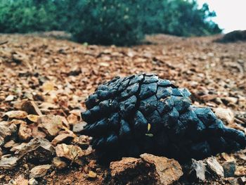 Close-up of pine cone on field