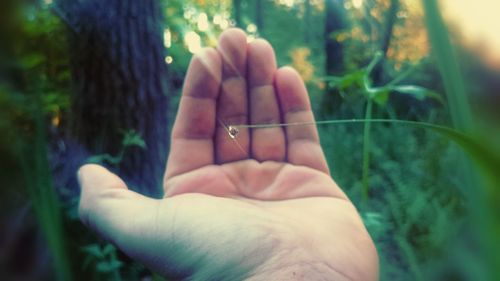 Close-up of hand feeding on plant