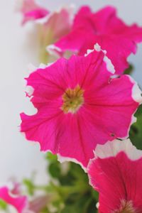 Close-up of pink flowers blooming outdoors