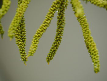 Close-up of green plant