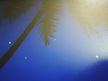 Close-up of jellyfish swimming in water