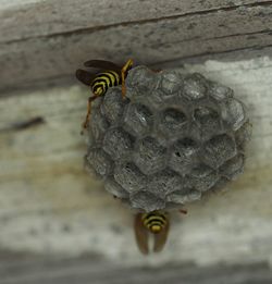 Close-up of insect