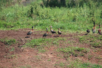Birds in a field