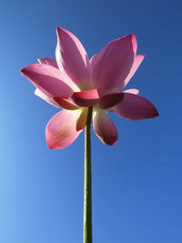 Low angle view of pink lotus flower against clear sky