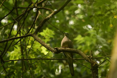 Low angle view of bird perching on tree