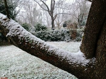Close-up of bare tree during winter