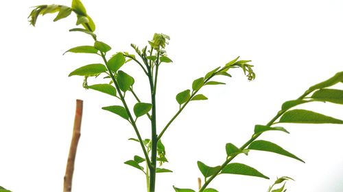 Close-up of fresh plant against clear sky