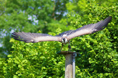 Close-up of bird perching on tree