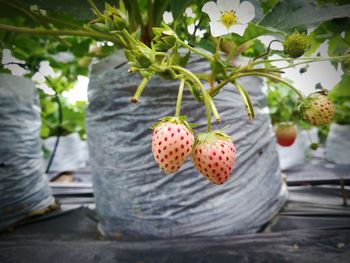 Close-up of strawberry growing on tree