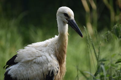 Close-up of a bird