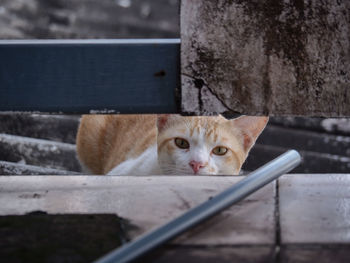 Portrait of a cat