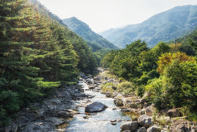 Scenic view of river amidst trees in forest