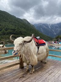 View of a horse on mountain against sky