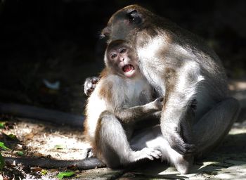 Monkey with infant sitting on field