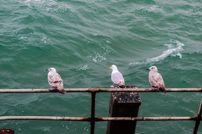 Birds perching on railing by sea