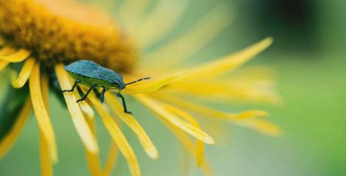 Close-up of beetle on yellow flower