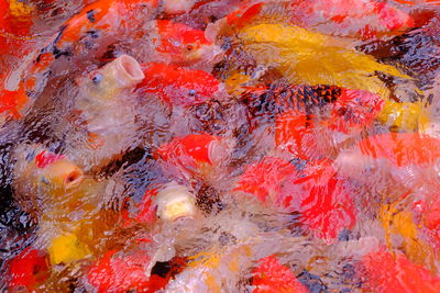 Close-up high angle view of koi carps swimming in pond