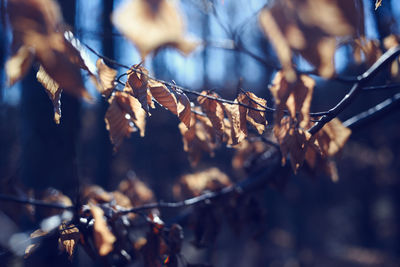 Close-up of tree branches