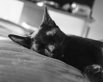 Close-up of cat sleeping at home