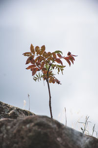 Low angle view of plant against sky