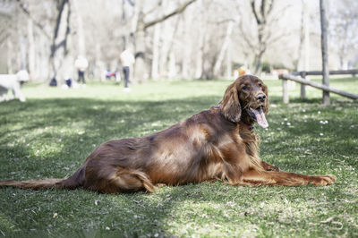 Dog relaxing on field