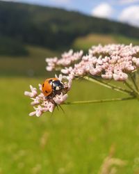 Close-up of insect on flower